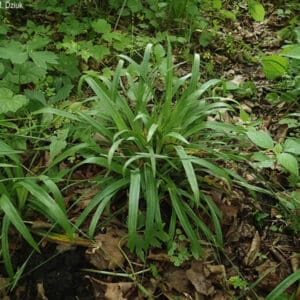 Carex careyana, Carey's Sedge, Wholesale Native Bare Root Perennials
