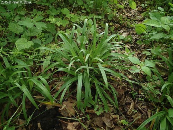 Carex careyana, Carey's Sedge, Wholesale Native Bare Root Perennials