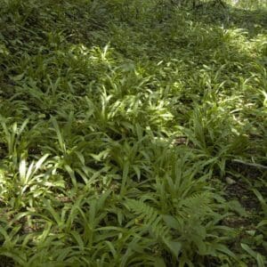 Carex plantaginea, Plantainleaf Sedge, Plantain-leaf Sedge, Wholesale Native Bare Root Perennials, Grass
