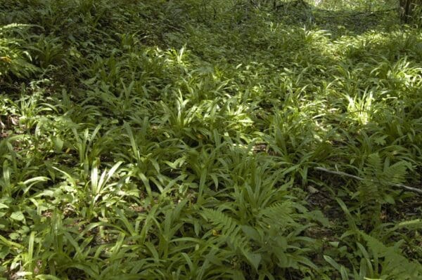 Carex plantaginea, Plantainleaf Sedge, Plantain-leaf Sedge, Wholesale Native Bare Root Perennials, Grass
