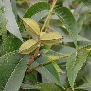 Carya illinoinensis, Pecan