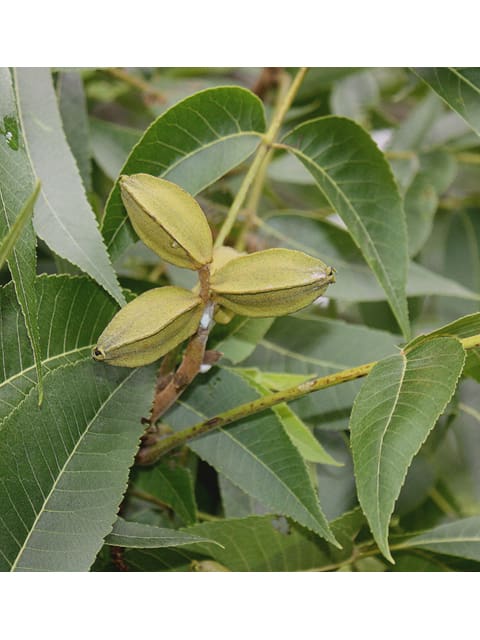 Carya illinoinensis, Pecan
