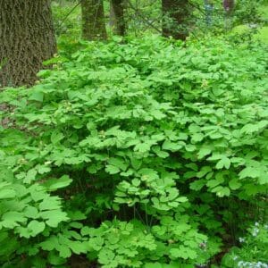 Caulophyllum thalictroides, Blue Cohosh, Wholesale Native Bare Root Perennials