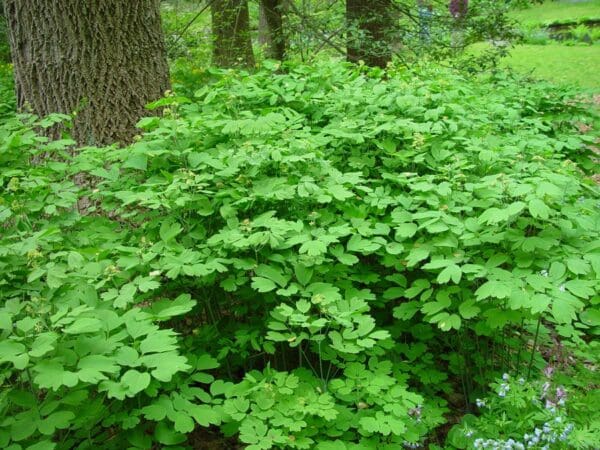 Caulophyllum thalictroides, Blue Cohosh, Wholesale Native Bare Root Perennials