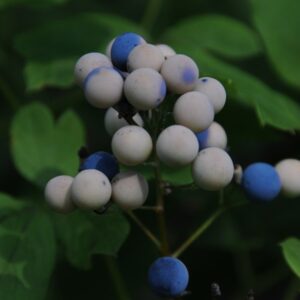 Caulophyllum thalictroides, Blue Cohosh, Wholesale Native Bare Root Perennials