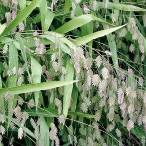 Chasmanthium latifolium, River Oats, Wholesale Native Bare Root Perennials, Grass