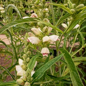 Chelone glabra L., White Turtlehead Wholesale Native Bare Root Perennials 