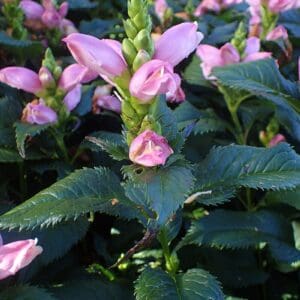 Chelone lyonii, Pink Turtlehead, Wholesale Native Bare Root Perennials
