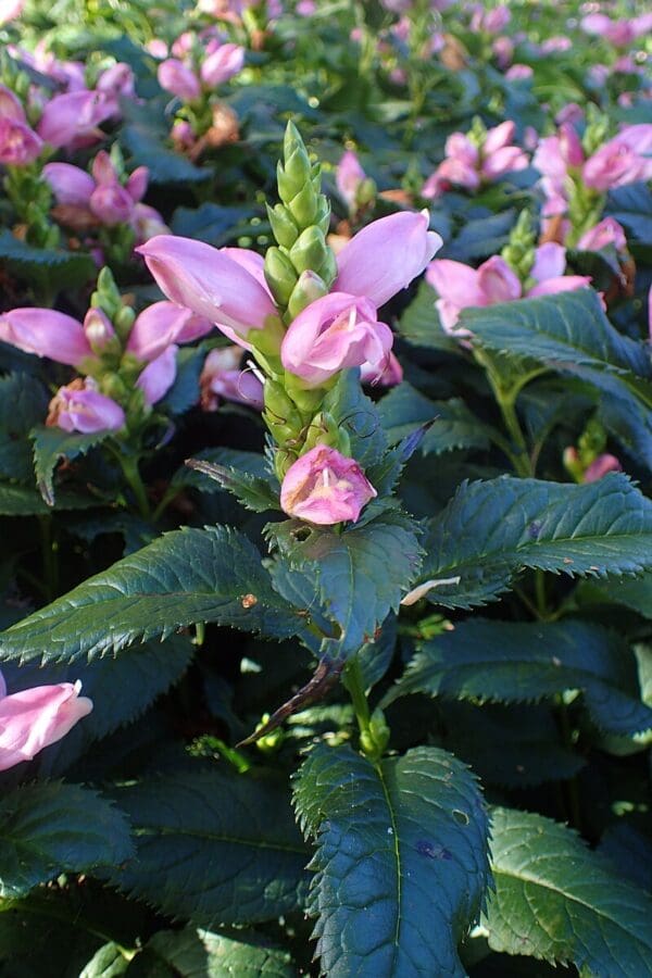 Chelone lyonii, Pink Turtlehead, Wholesale Native Bare Root Perennials