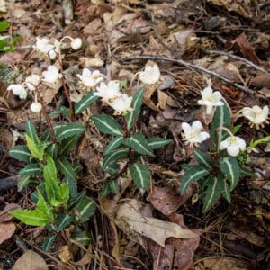 Chimaphila maculata, Spotted Wintergreen, Pipsissewa, Wholesale Native Bare Root Perennials