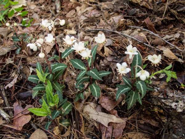 Chimaphila maculata, Spotted Wintergreen, Pipsissewa, Wholesale Native Bare Root Perennials