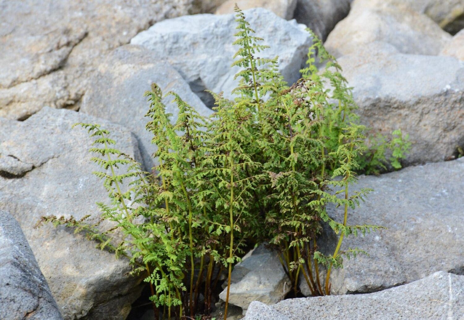 Cystopteris fragilis, Fragile Fern, Wholesale Bare Root Native Woodland Fern