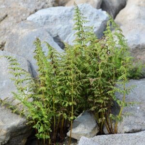 Cystopteris fragilis, Fragile Fern, Wholesale Bare Root Native Woodland Fern