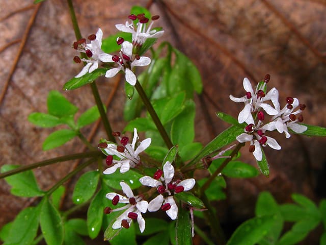 Erigenia bulbosa, Harbinger Of Spring, Wholesale Native Bare Root Perennials