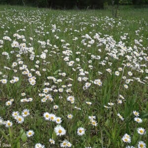 Erigeron pulchellus, Robin's Plantain, Wholesale Native Bare Root Perennials