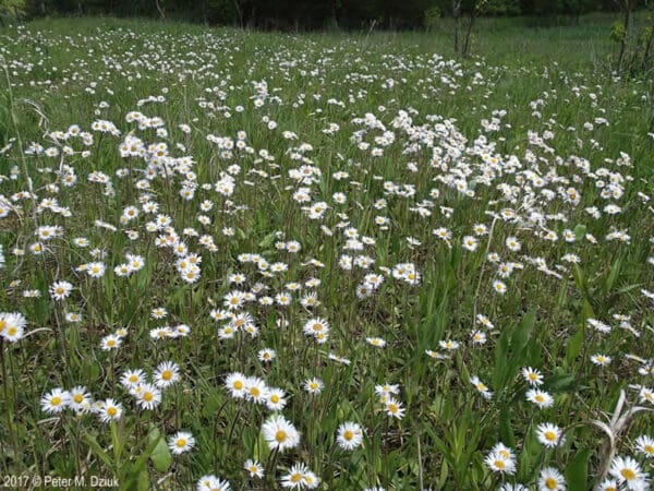 Erigeron pulchellus, Robin's Plantain, Wholesale Native Bare Root Perennials