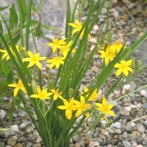Hypoxis hirsuta, Common Goldstar, Wholesale Native Bare Root Perennials