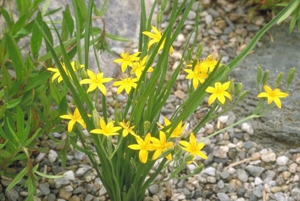 Hypoxis hirsuta, Common Goldstar, Wholesale Native Bare Root Perennials