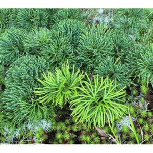 Lycopodium tristachyum, Club Moss, Northern Ground-pine, Wholesale Native Bare Root Perennial