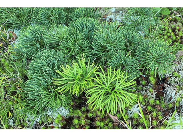 Lycopodium tristachyum, Club Moss, Northern Ground-pine, Wholesale Native Bare Root Perennial