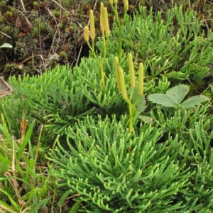 Lycopodium tristachyum, Club Moss, Northern Ground-pine, Wholesale Native Bare Root Perennial