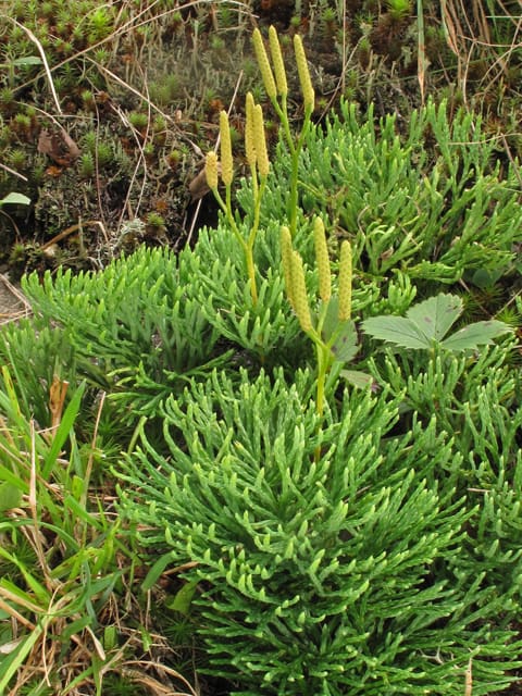 Lycopodium tristachyum, Club Moss, Northern Ground-pine, Wholesale Native Bare Root Perennial