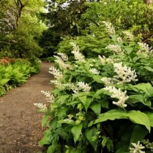 Maianthemum racemosum ssp. racemosum, Feathery False Lily Of The Valley, False Solomon's Seal, Wholesale Native Bare Root Perennials