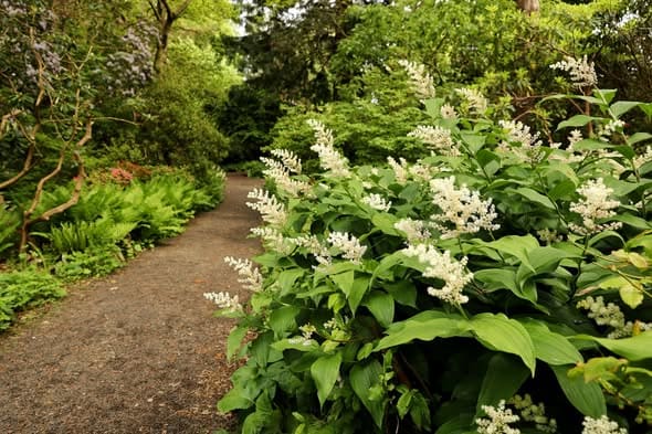 Maianthemum racemosum ssp. racemosum, Feathery False Lily Of The Valley, False Solomon's Seal, Wholesale Native Bare Root Perennials