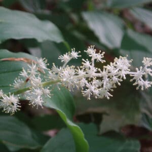 Maianthemum racemosum ssp. racemosum, Feathery False Lily Of The Valley, False Solomon's Seal, Wholesale Native Bare Root Perennials