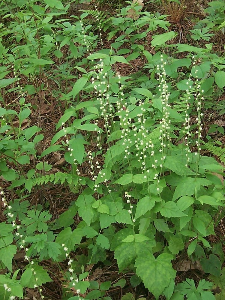 Mitella diphylla L. Twoleaf Miterwort, Wholesale Native Bare Root Perennials