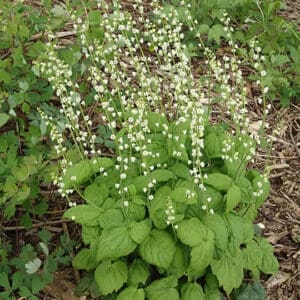 Mitella diphylla L. Twoleaf Miterwort, Wholesale Native Bare Root Perennials