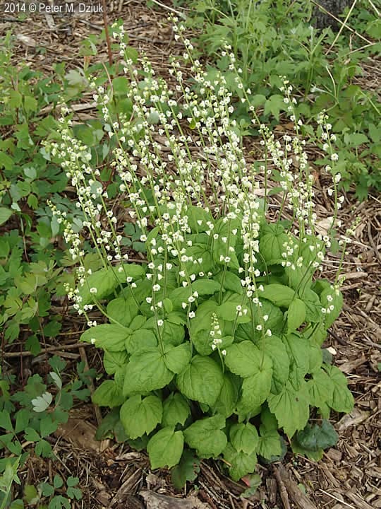 Mitella diphylla L. Twoleaf Miterwort, Wholesale Native Bare Root Perennials