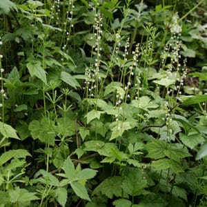 Mitella diphylla, Twoleaf Miterwort, Wholesale Native Bare Root Perennials