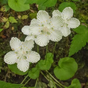Parnassia asarifolia, Appalachian Grass-of-parnassus, Wholesale Native Bare Root Perennials