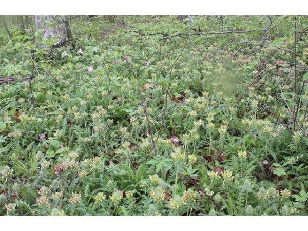 Pedicularis canadensis, Canadian Lousewort, Wood Betony, Wholesale Native Bare Root Perennials
