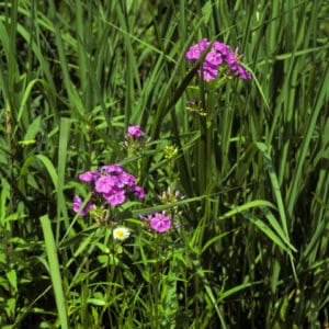 Phlox glaberrima, Smooth Phlox, Wholesale Native Bare Root Perennials