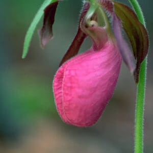 Pink Lady's Slipper (Cypripedium acaule Ait.