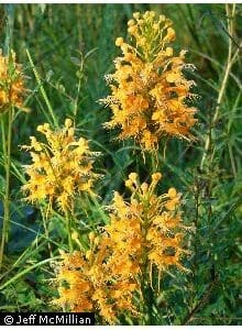 Platanthera ciliaris, Orange Fringed Orchid, Yellow Fringed Orchid, Orange Plume, Bobwhite's-mocassin, Owl's-head, Wholesale Native Bare Root Perennials