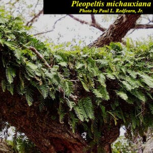 Pleopeltis polypodioides, Resurrection Fern, Wholesale Bare Root Native Woodland Fern