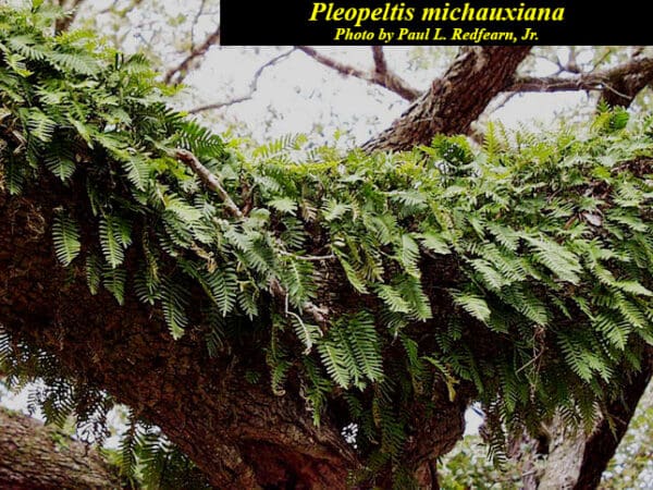 Pleopeltis polypodioides, Resurrection Fern, Wholesale Bare Root Native Woodland Fern