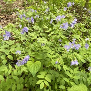 Polemonium reptans, Greek Valerian, Jacob's Ladder, Wholesale Native Bare Root Perennials