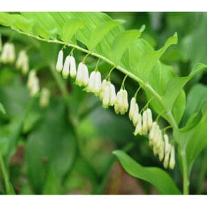 Polygonatum biflorum, Smooth Solomon's Seal, Great Solomon's-seal, Sealwort,Wholesale Native Bare Root Perennials