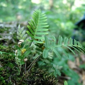 Pleopeltis polypodioides, Resurrection Fern, Wholesale Bare Root Native Woodland Fern