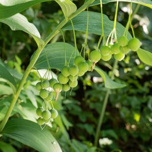 Polygonatum biflorum, Smooth Solomon's Seal, Great Solomon's-seal, Sealwort,Wholesale Native Bare Root Perennials