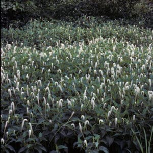 Saururus cernuus, Lizard's Tail, Wholesale Native Bare Root Perennials
