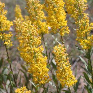 Solidago erecta, Showy Goldenrod, Wholesale Native Bare Root Perennials