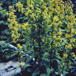Solidago erecta, Showy Goldenrod, Wholesale Native Bare Root Perennials