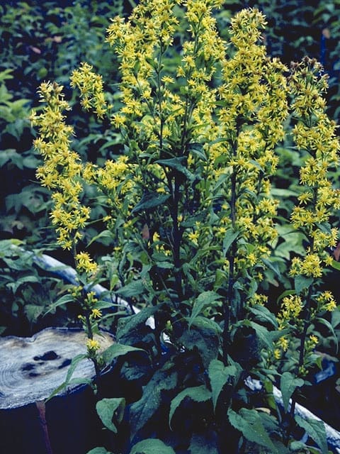 Solidago erecta, Showy Goldenrod, Wholesale Native Bare Root Perennials