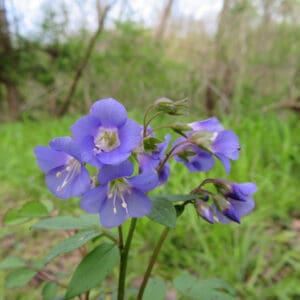 Polemonium reptans - Greek Valerian, Jacob's ladder;