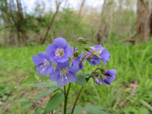 Polemonium reptans - Greek Valerian, Jacob's ladder;